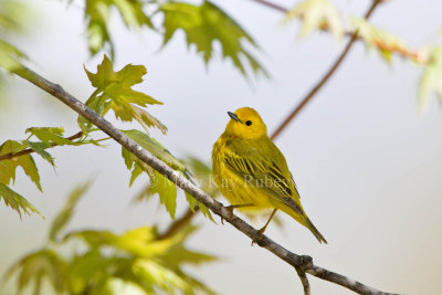 Yellow Warbler _11R6359.jpg