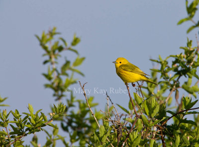 Yellow Warbler _11R8005.jpg