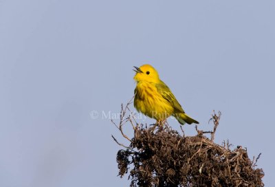 Yellow Warbler _11R8021.jpg