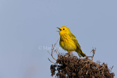 Yellow Warbler _11R8029.jpg