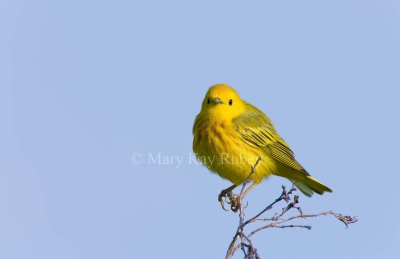 YELLOW WARBLERS (Dendroica petechia)