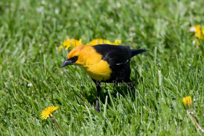 Yellow-headed Blackbird _11R7346.jpg
