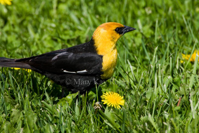 Yellow-headed Blackbird _11R7352.jpg
