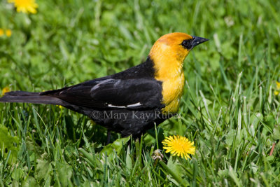 Yellow-headed Blackbird _11R7354.jpg