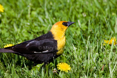 Yellow-headed Blackbird _11R7357.jpg