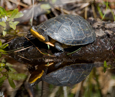 Blandings Turtle _11R6516.jpg