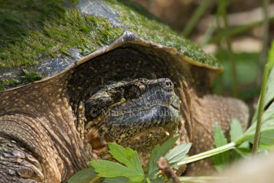 Female Common Snapping Turtle _11R7904.jpg