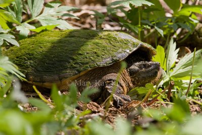 Female Common Snapping Turtle _I9I6431.jpg