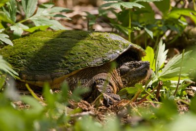 Female Common Snapping Turtle _I9I6435.jpg