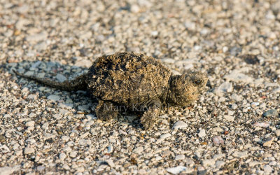 Common Snapping Turtle baby _I9I1152.jpg