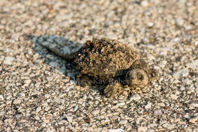Common Snapping Turtle baby _I9I1160.jpg