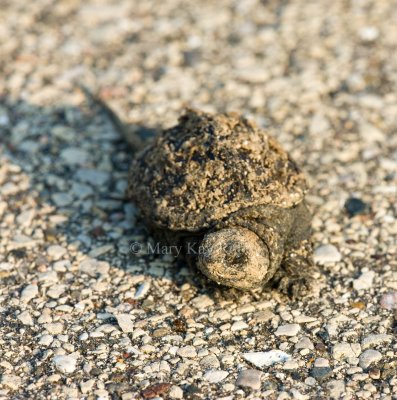 Common Snapping Turtle baby _I9I1162.jpg
