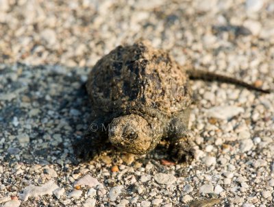 Common Snapping Turtle baby _I9I1165.jpg