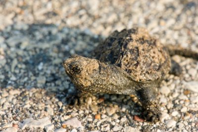 Common Snapping Turtle baby _I9I1168.jpg