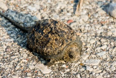 Common Snapping Turtle baby _I9I1176.jpg