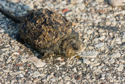 Common Snapping Turtle baby _I9I1178.jpg
