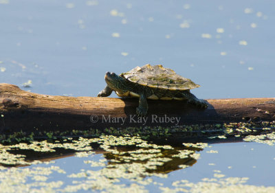 Ouachita Turtle  _I9I1972.jpg