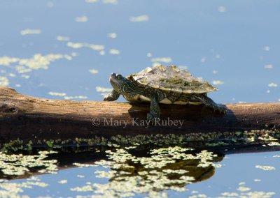 Ouachita Turtle  _I9I1977.jpg