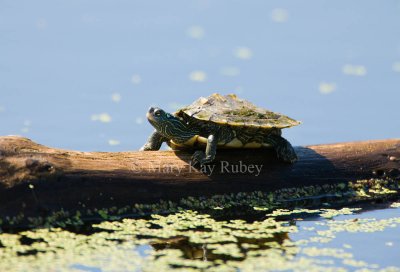 Ouachita Turtle  _I9I1980.jpg