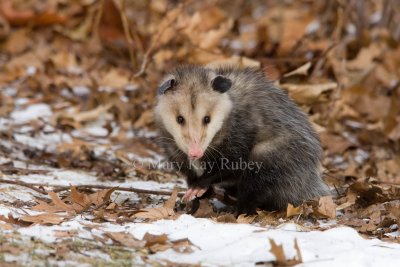 Opossum 0I9I0744.jpg