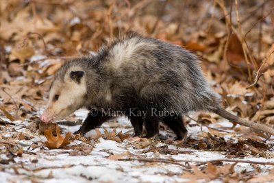 Opossum 0I9I0753.jpg