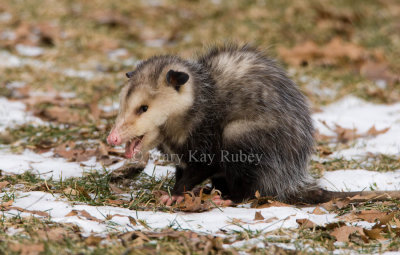 Opossum 0I9I0760.jpg