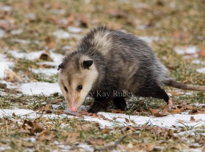 Opossum 0I9I0765.jpg