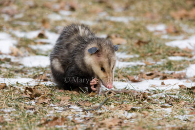 Opossum 0I9I0774.jpg
