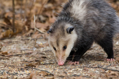 Opossum 0I9I0795.jpg