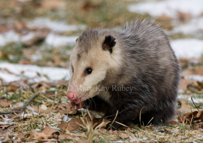 Opossum 0I9I0800.jpg