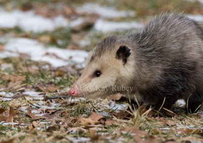 Opossum 0I9I0805.jpg