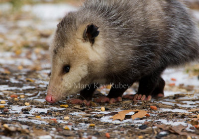 Opossum 0I9I0822.jpg