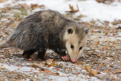 Opossum 0I9I0833.jpg