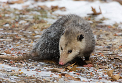 Opossum 0I9I0838.jpg