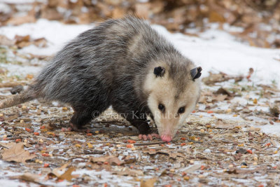 Opossum 0I9I0843.jpg