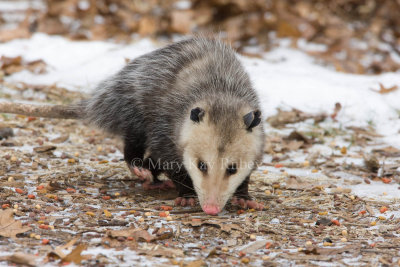Opossum 0I9I0844.jpg