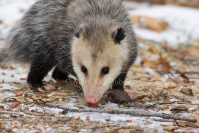 Opossum 0I9I0850.jpg