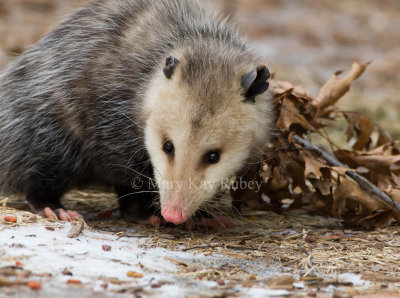 Opossum 0I9I0874.jpg