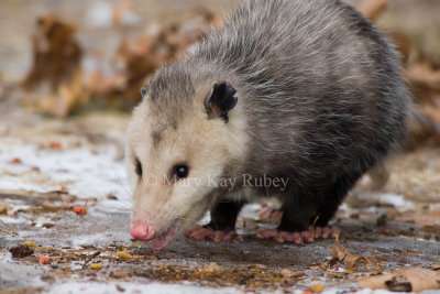 Opossum 0I9I0881.jpg