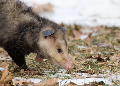Opossum 0I9I0885.jpg