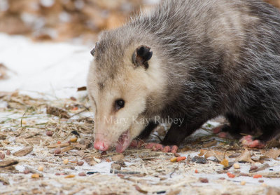 Opossum 0I9I0891.jpg