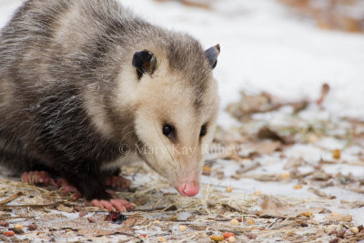Opossum 0I9I0899.jpg
