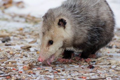 Opossum 0I9I0901.jpg