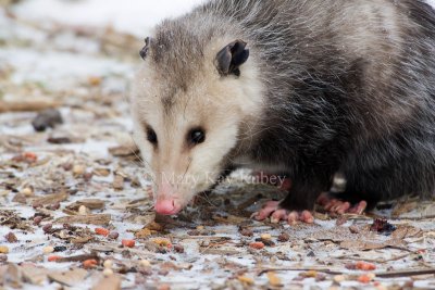 Opossum 0I9I0903.jpg