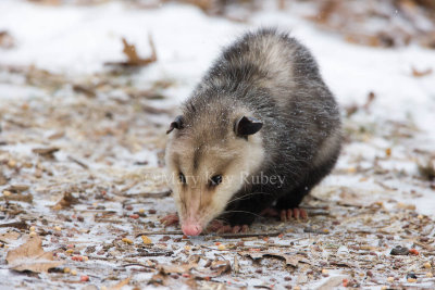 Opossum 0I9I0926.jpg