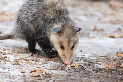 Opossum 0I9I0935.jpg