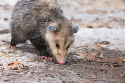 Opossum 0I9I0940.jpg