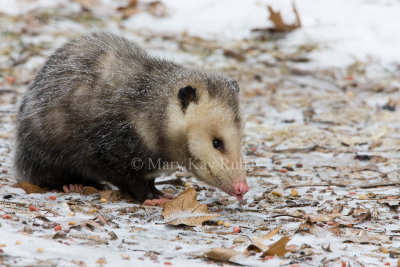 Opossum 0I9I0950.jpg