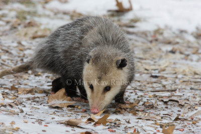 Opossum 0I9I0955.jpg
