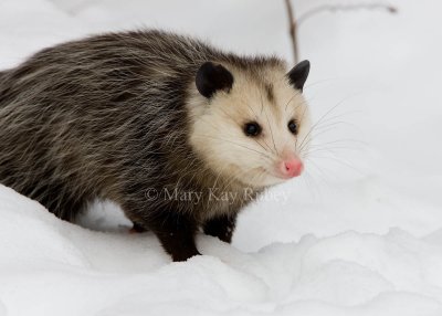 Opossum 0I9I1227.jpg